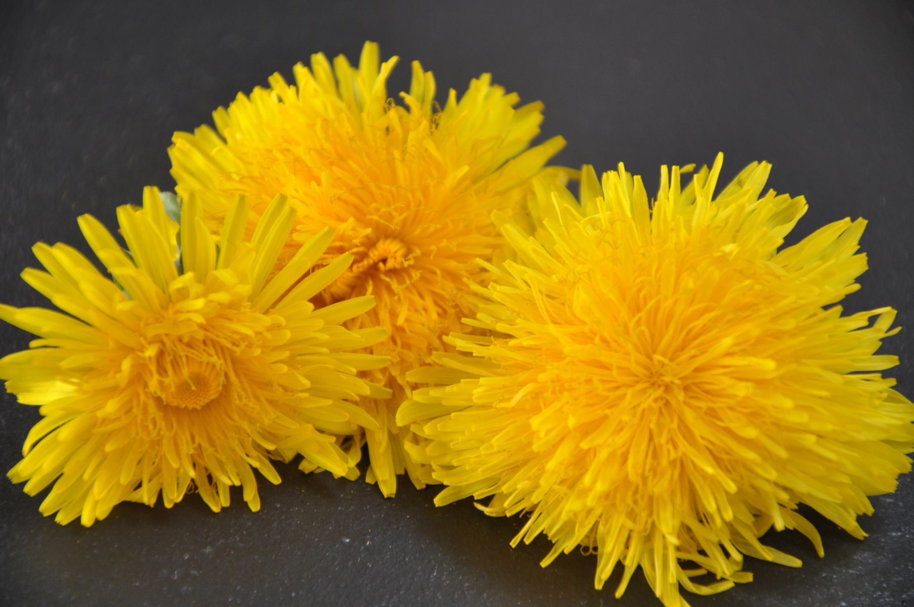 Gelée de cramaillotte préparée avec des fleurs de pissenlit
